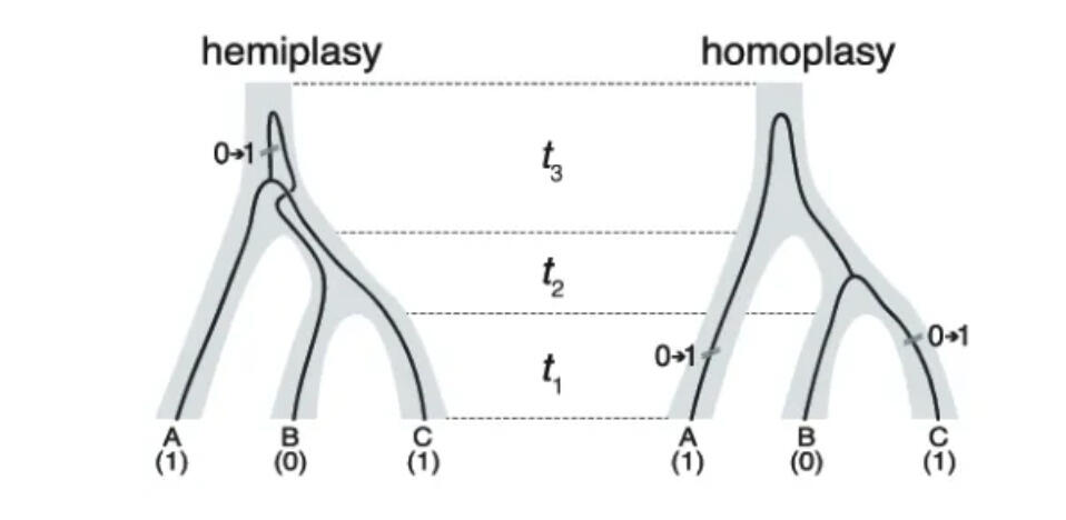 Joint kernel density estimation of D-statistic and FST across migration rates